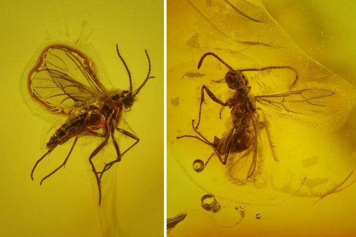 Fossil Winged Ant (Formicidae) & Fly (Diptera) In Baltic Amber #145491